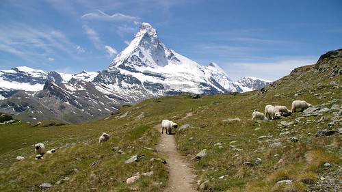 mountains alps schweiz switzerland sheep suisse meadow zermatt matterhorn höhenweg hohbalmen edelweissweg