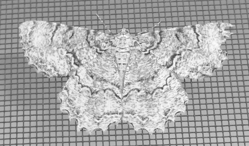 Mesh and Lace | by arrow734