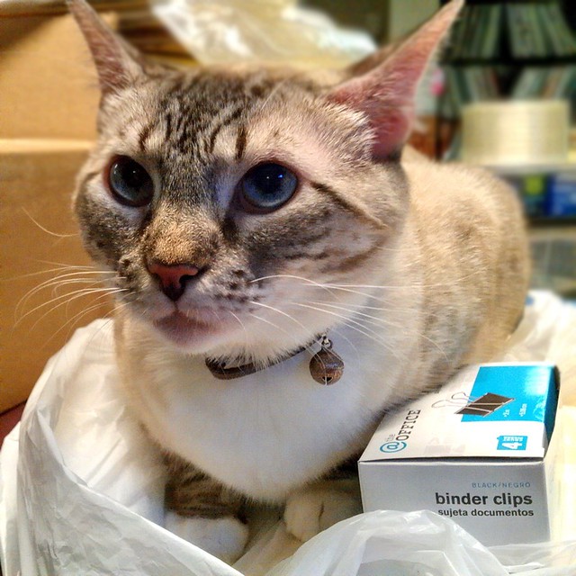 Crystal, the Office Supply Cat...