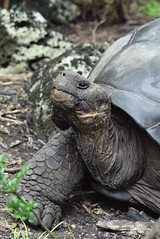 Galapagos tortoise (Chelonoidis nigra sp.) on Floreana, Galapagos Islands