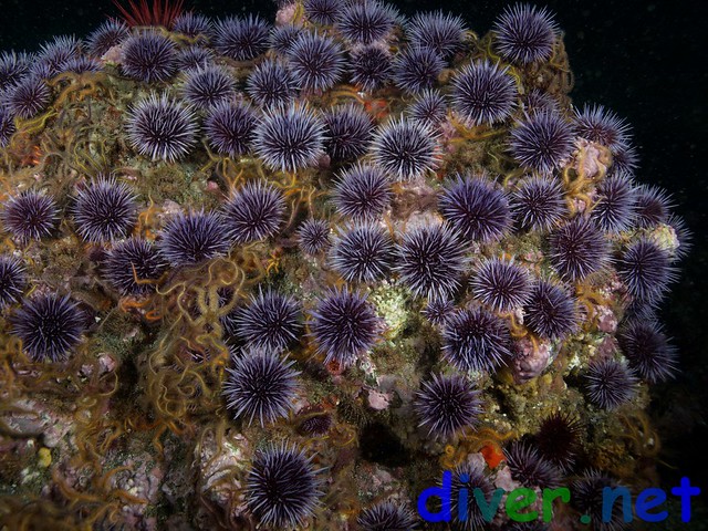 Strongylocentrotus purpuratus (Purple Urchins) - Santa Barbara Island, California