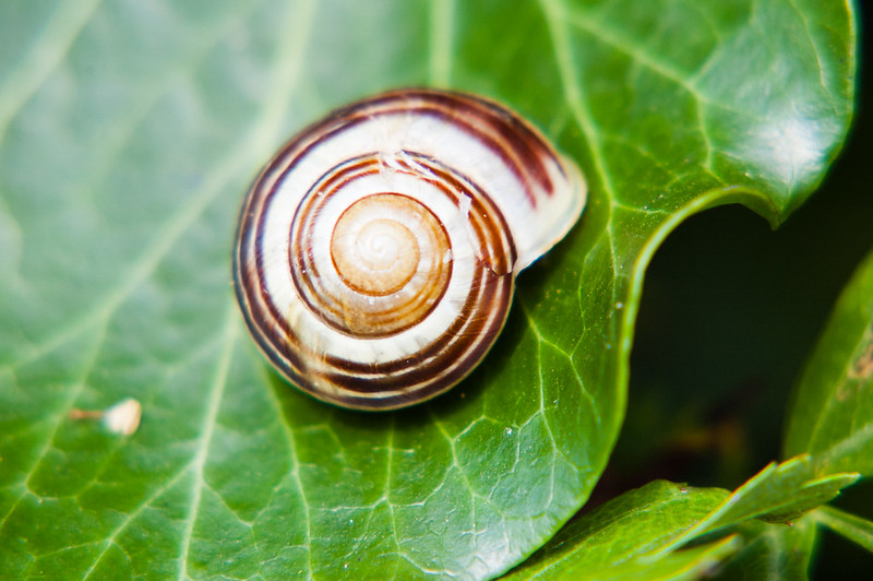 Snail on an ivy leaf