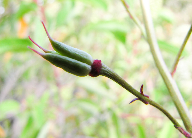 Ranunculaceae, Delphinium cardinale, Scarlet Larkspur Fruit