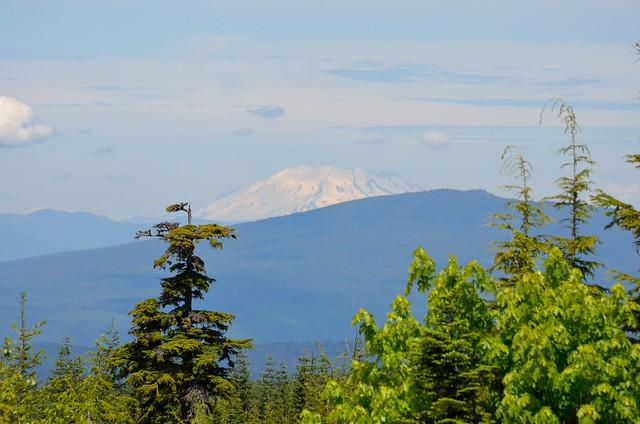 View of Mt. St. Helens from the Douglas Trailhead