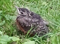 Robin Falling baby robin fell out of his nest | Sent from Yahoo! Mail on A… | Flickr