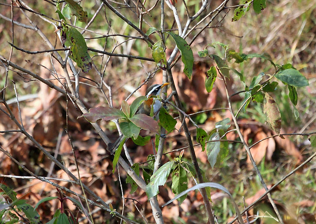 White-browed Scimitar-Babbler, Kalaw, Myanmar