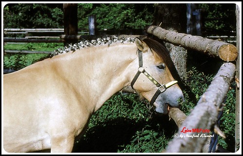 bayern deutschland kelly pferd unterfranken wasserlos kerberhof