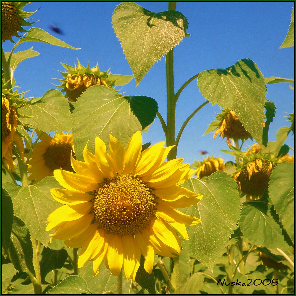 La temporada de los girasoles llega a su fin