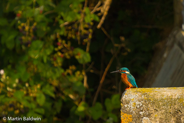 Kingfisher stops for a rest