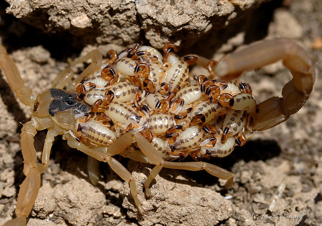 Striped Bark Scorpion (and lotsa babies) - Centruroides vittatus
