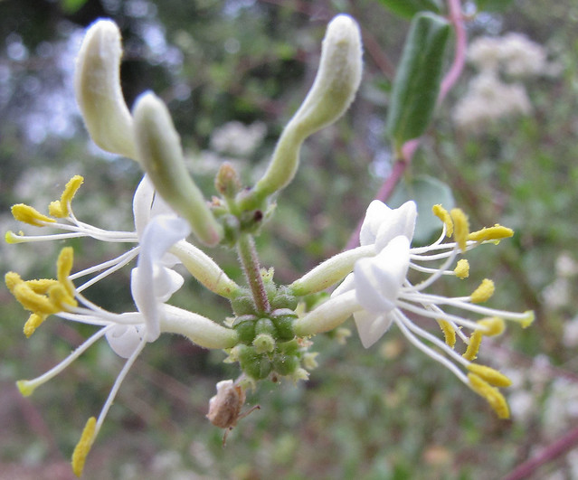 Caprifoliaceae, Lonicera subspicata, Southern Honeysuckle