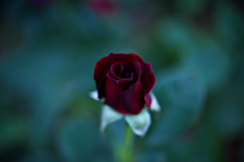 Dark red rose by slowhand7530