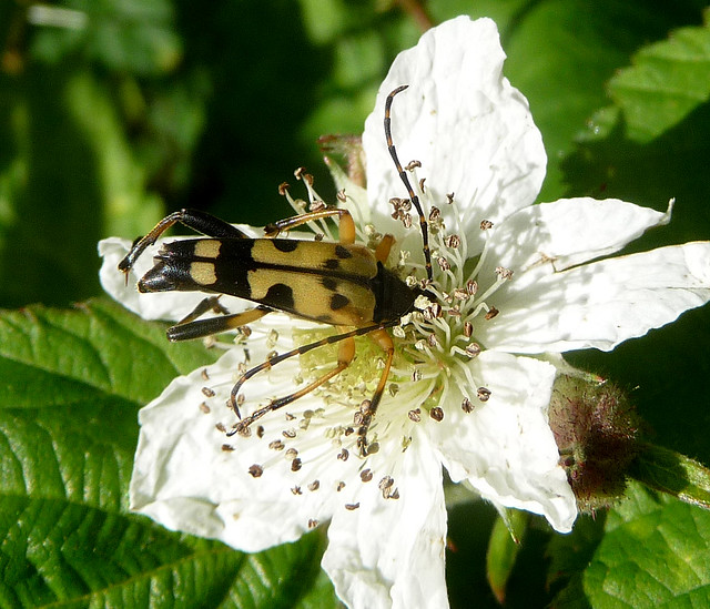 Rutpela maculata. Longhorn Beetle, Cerambycidae