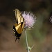 Flickr photo 'Two-tailed Swallowtail on Wavyleaf Thistle (native)' by: Tony Frates.