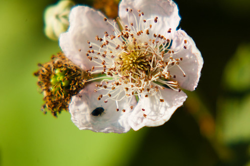 Tiny beetle on a bramble flower