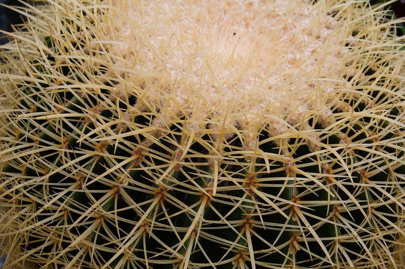 Access all areas 2 - cactus