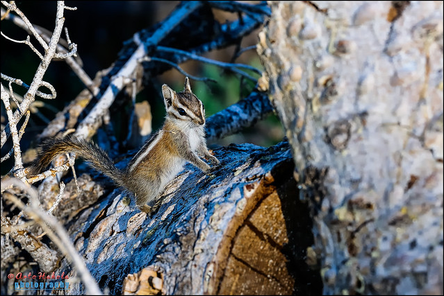 harris's antelope  ground squirrel