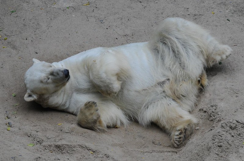 Eisbär Umka im Zoo Brno