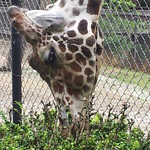 Thu, 07/28/2011 - 15:57 - Giraffe