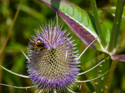 Teazle flower with visiting bee