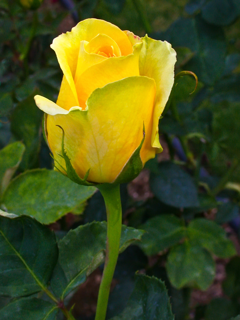 St. Patrick Yellow Rose - C95-6-28-11_7777-1 | Hybrid Tea ro… | Flickr