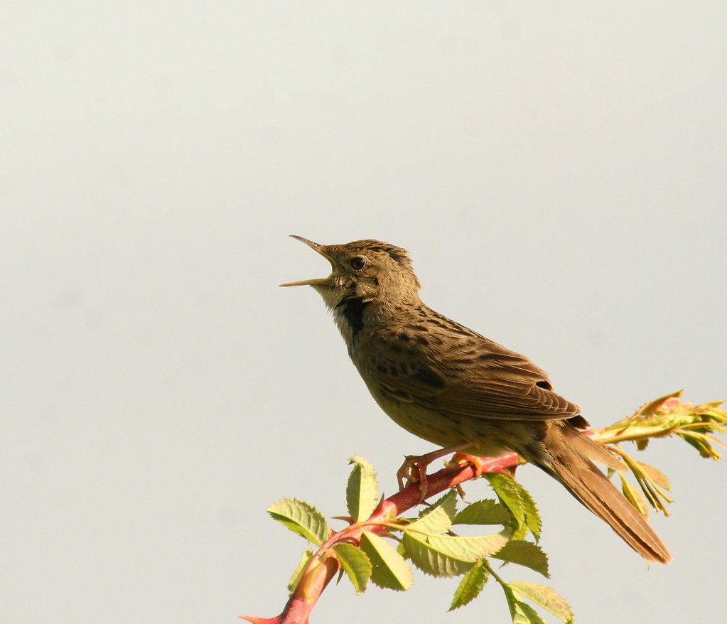 Grasshopper Warbler at RSPB Rainham Marshes | snapper 1966 | Flickr