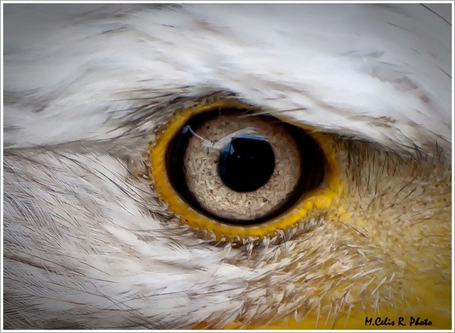 Detalle ojo aguila calva-pescadora. | Como os comenté ,he su… | Flickr