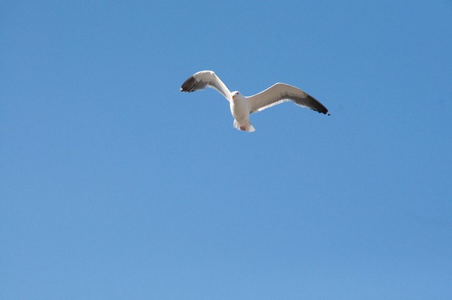 Gull Turning in Wind