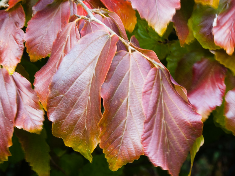 Autumnal beech leaves, West Park