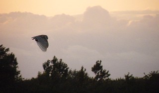 Barn owl at dusk