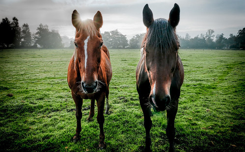 morning horse animal sunrise cheval dawn tiere meadow wiese morgen pferd paard