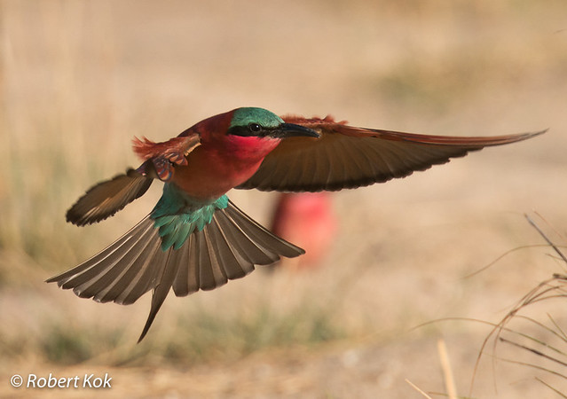 Southern carmine bee-eater in flight!