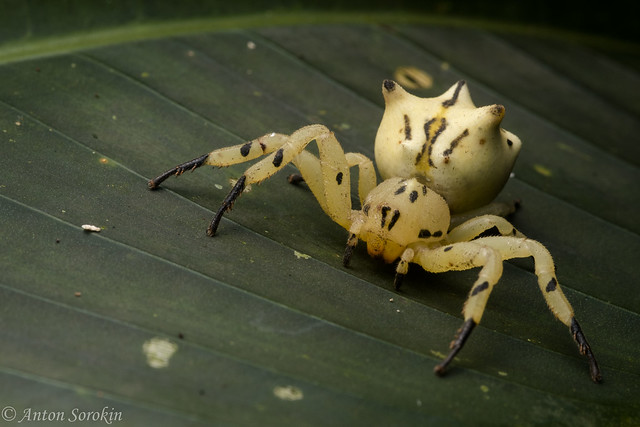 Ornate Flower Crab Spider
