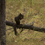 Red Tree Squirrel