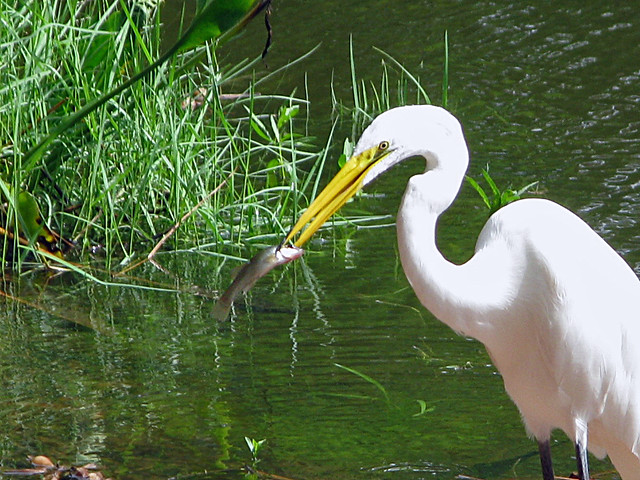 Great Egret / White Heron eating a Fish - Pinellas County Florida