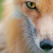 Flickr photo 'Foxy Eyes' by: normalityrelief.