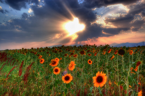 sunset sky clouds greece sunflowers drama ελλάδα σύννεφα δύση ουρανόσ δράμα ηλιοτρόπια
