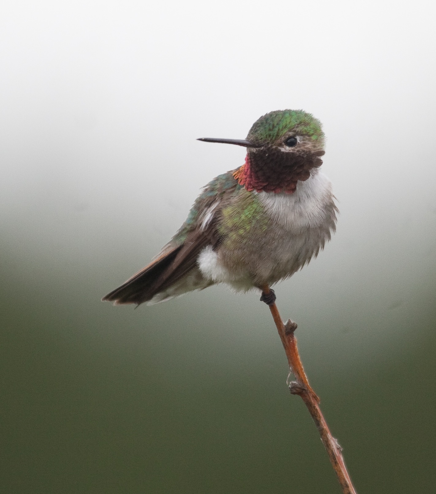 Broad-tailed