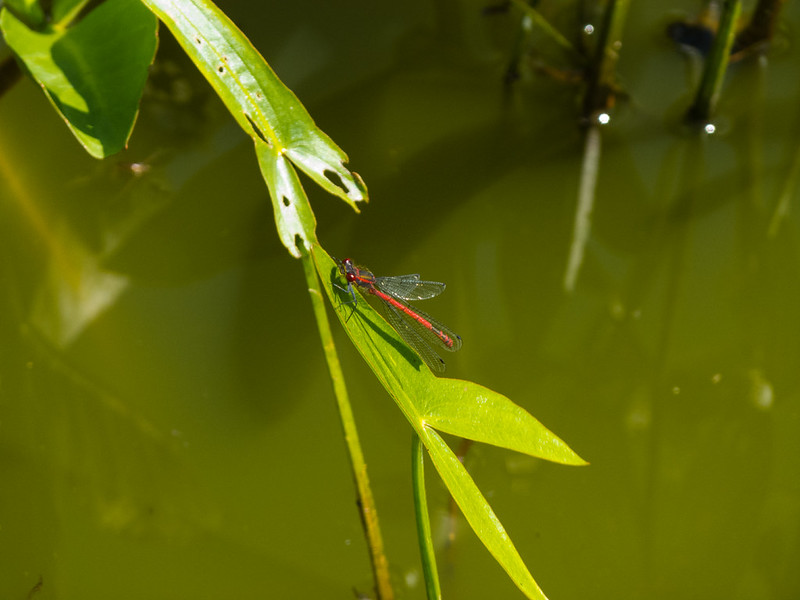 Red damsel fly
