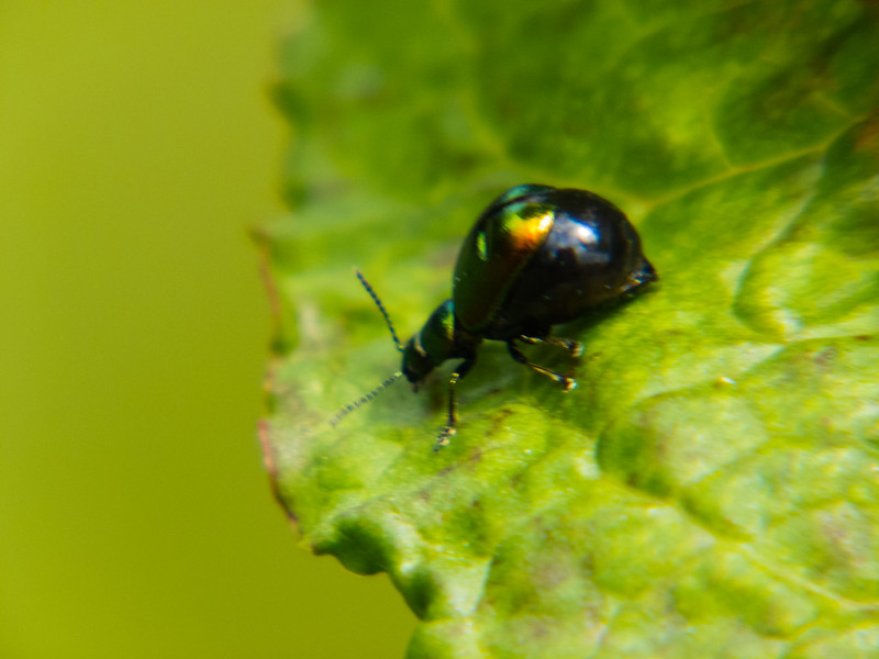 Pregnant Green dock beetle