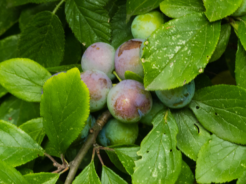 Damsons ripening