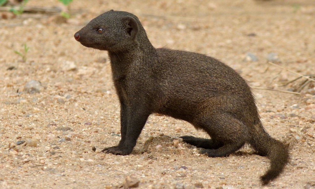 Dwarf Mongoose (Helogale parvula) | S36 Road South of Nhlang… | Flickr