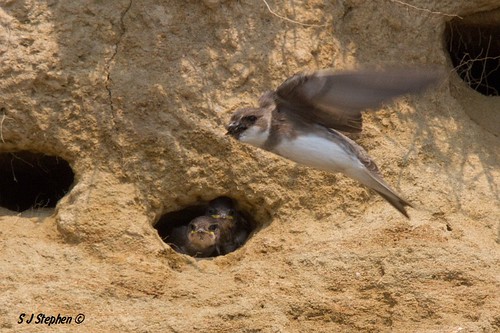 newbrunswick bankswallow nestholes pointesapin