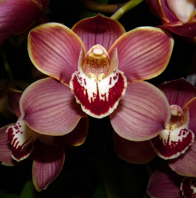 Cymbidium (Ivy Fung x Tapestry) hybrid orchid [1-1-1]