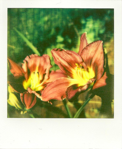 Maroon Lilies | by r_lainhart