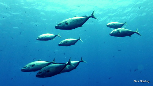 Red Sea Fish, Sharm, Egypt | by starling371