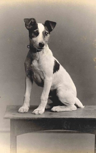 Alert Jack | by Libby Hall Dog Photo