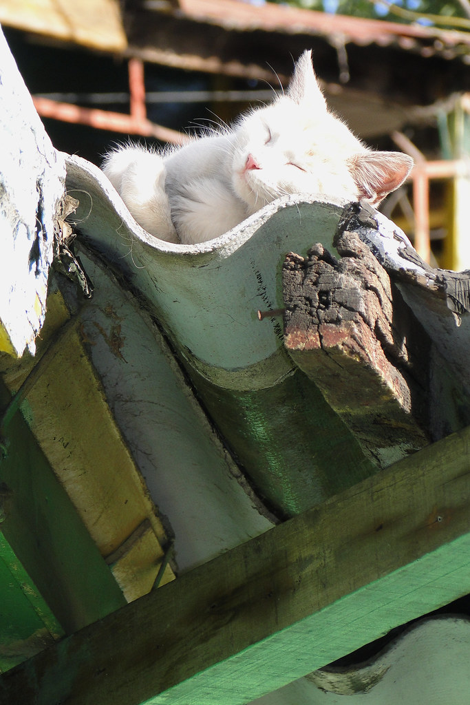 Cat Takes a Snooze on a Rooftop - La Boca - Buenos Aires - Argentina