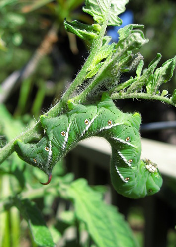 tomato insect caterpillar manducasexta tobaccohornworm