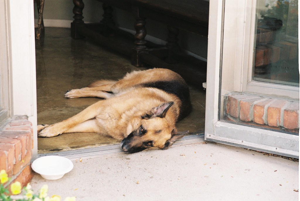 German Shepherd lying on a polished concrete floor inside an open patio door near a brick threshold.